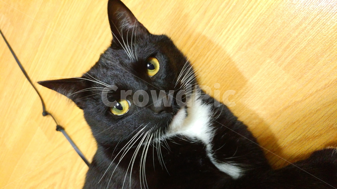 고양이,검정고양이,펫,블랙앤화이트,집고양이,집냥이,냥이,애완동물,동물,animal,포유류,mammal,고양이,cat,kitten,kitty