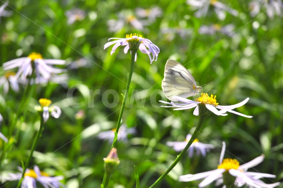 춘천,제이드가든,자연,나비,꽃,꽃밭,식물,곤충,garden,nature,butterfly,flowers,flowergarden,plants,insect,식물,자연,plants,nature,꽃,flower,휴식,힐링,rest,relaxation,healing,동물,animal,곤충,벌레,insect,bug