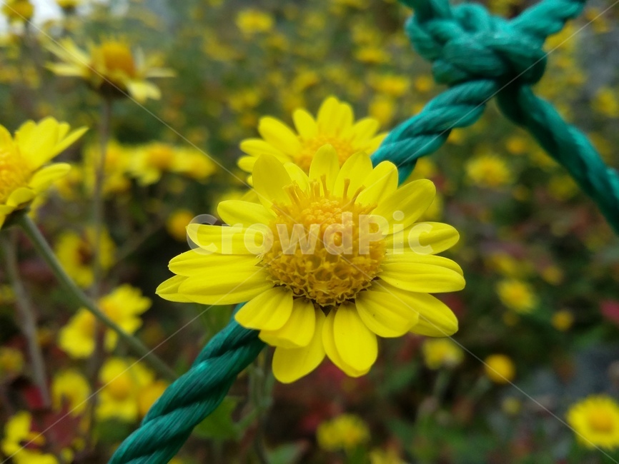 plant,식물,꽃,노란꽃,자연