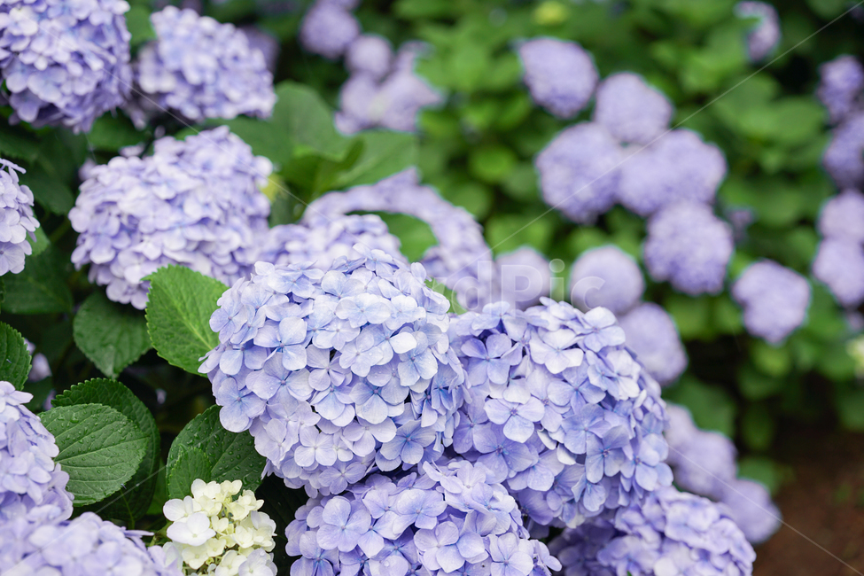 꽃,수국,hydrangea,flower,꽃밭,연보라색,식물,자연,plants,nature,꽃,flower,색깔,색상,색채,색감,color sense,color sensitivity,feeling of color