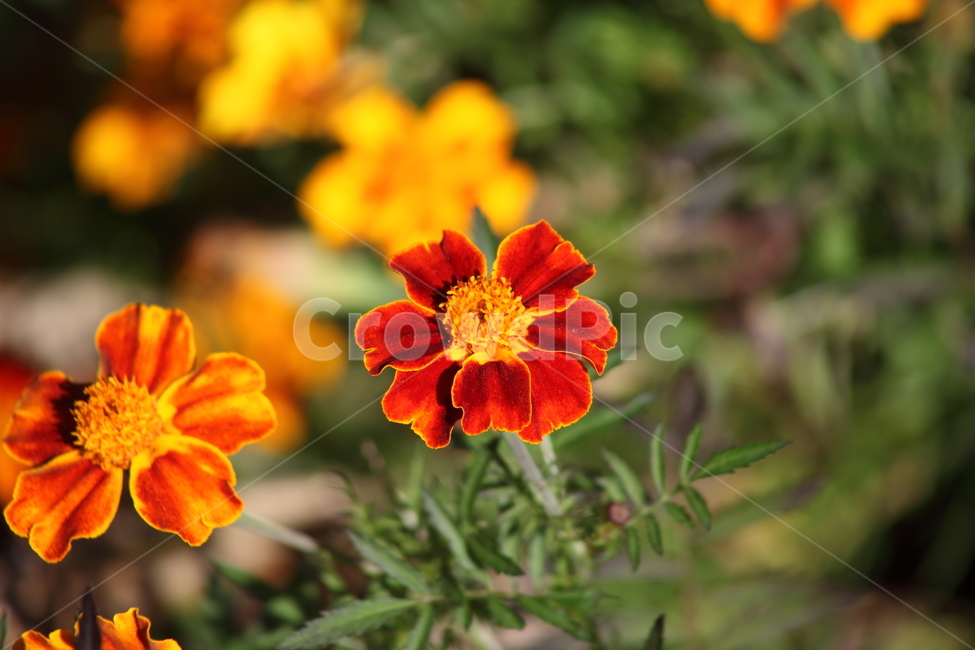 메리골드,꽃,식물,marigold,국화과,만수국,식물,자연,plants,nature,꽃,flower