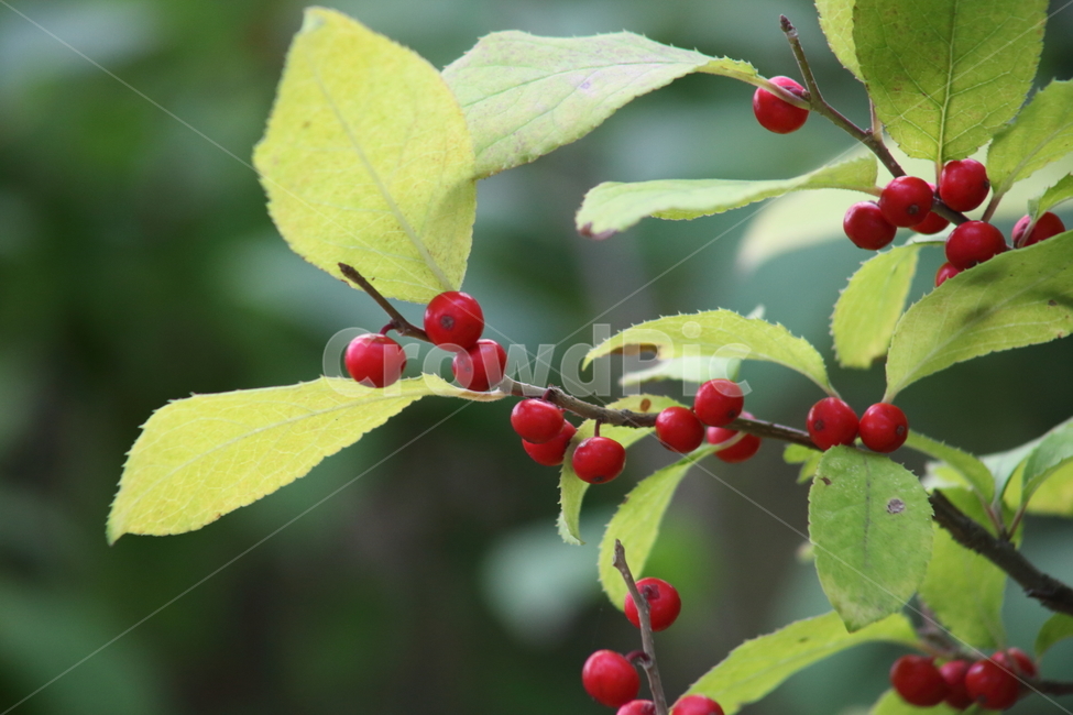 낙상홍,열매,나무,ilexserrata,fruit,과일,열매,fruit