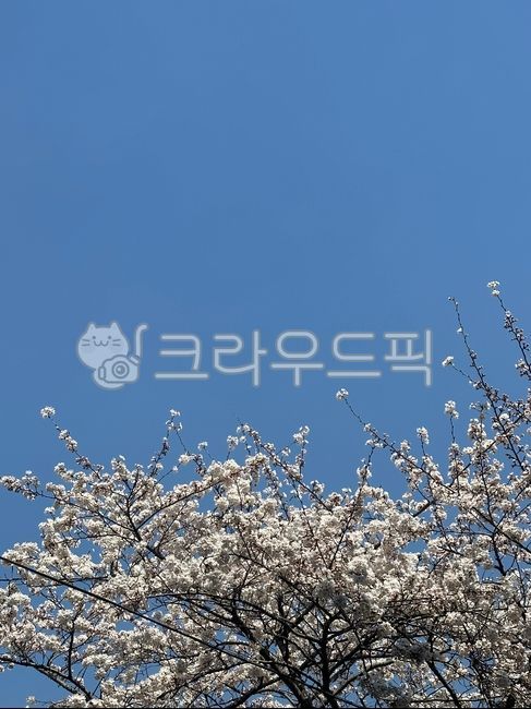 sky,Cherry Blossom,nature,cherryblossom,tree,flower,cherry blossom tree,spring,petal,blue