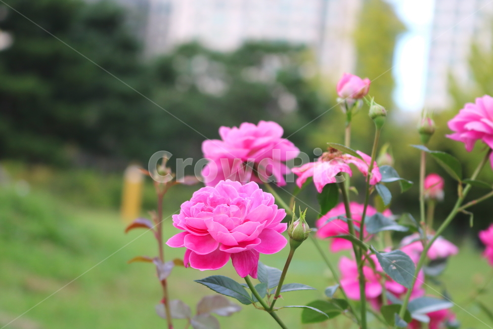 장미,꽃,장미꽃,식물,덩굴식물,블루리버,자연,식물,자연,plants,nature,꽃,flower