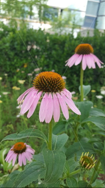 꽃,베드민턴공,핑크,자연,힐링,식물,자연,plants,nature,꽃,flower