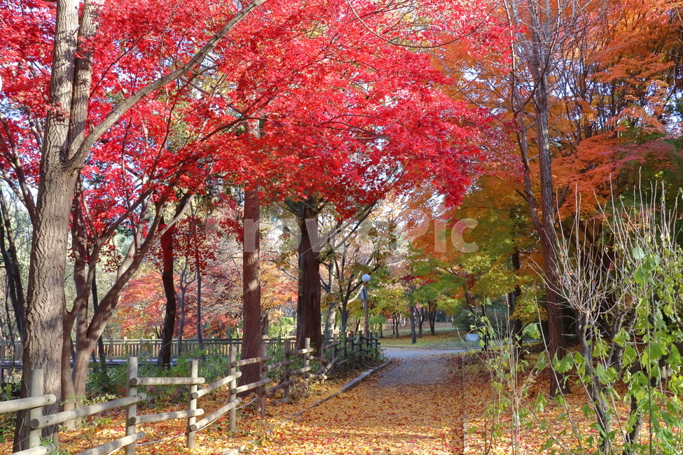 tree,나무,plant,식물,단풍,가을,감성,공원,산책로,가을,계절,fall,autumn,season