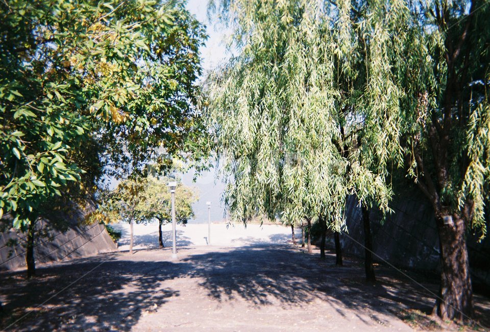 공원,야외,식물,나무,tree,plant,필름,식물,자연,plants,nature,나무,trees,wood