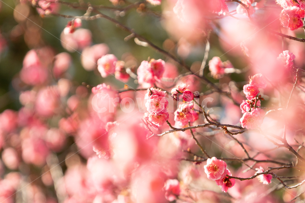 봄,매화,홍매화,나무,꽃,봄꽃,봄,계절,spring,season,식물,자연,plants,nature,꽃,flower,plant