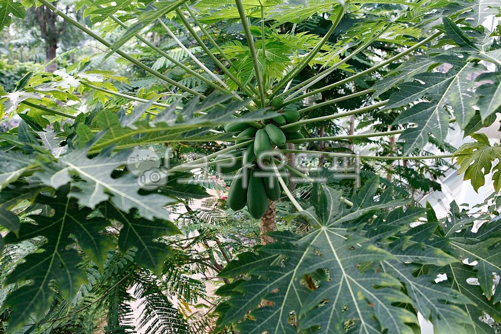 papaya,cluster,papaya tree,Fruit,nature,fruit,greenhouse,Botanical garden,inside,leaf,food,papaya fruit,plant,tropical plants,tropical fruit