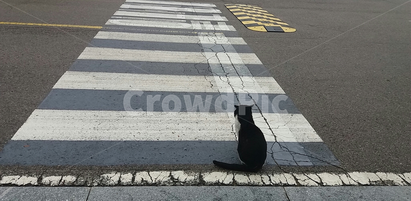 고양이,횡단보도,기다림,뒷모습,동물,도로,아스팔트