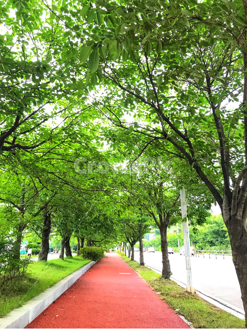 tree,나무,plant,식물,봄,여름,초록,green,나무,trees,wood