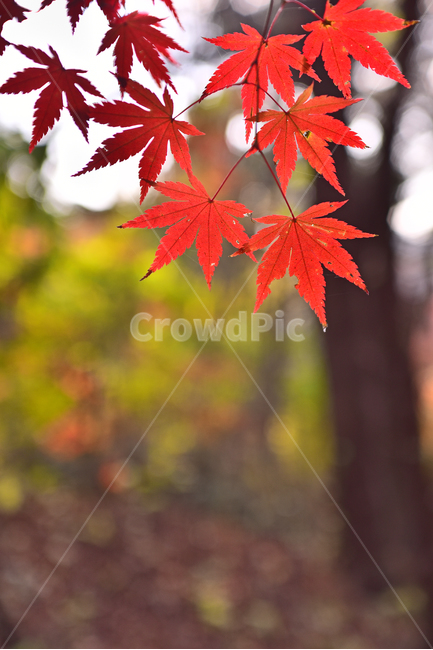 가을,단풍,단풍잎,보케,빛망울,플레어,flare,bokeh,가을분위기,가을감성,감성풍경,감성사진,느낌,필링,feeling,emotional,sensible,가을배경,계절,시즌,autumn,fall,background,maple,outdoor,야외,옥외,아웃도어,자연,배경,바탕,백그라운드,환경,natural,environment,forest,단풍숲,힐링,healing,낙엽,빨강색,노랑색,red,yellow,colorful,칼라풀,컬러풀,오색찬란,plant,식물,leaf,잎,tree,나무,가을,계절,fall,autumn,season