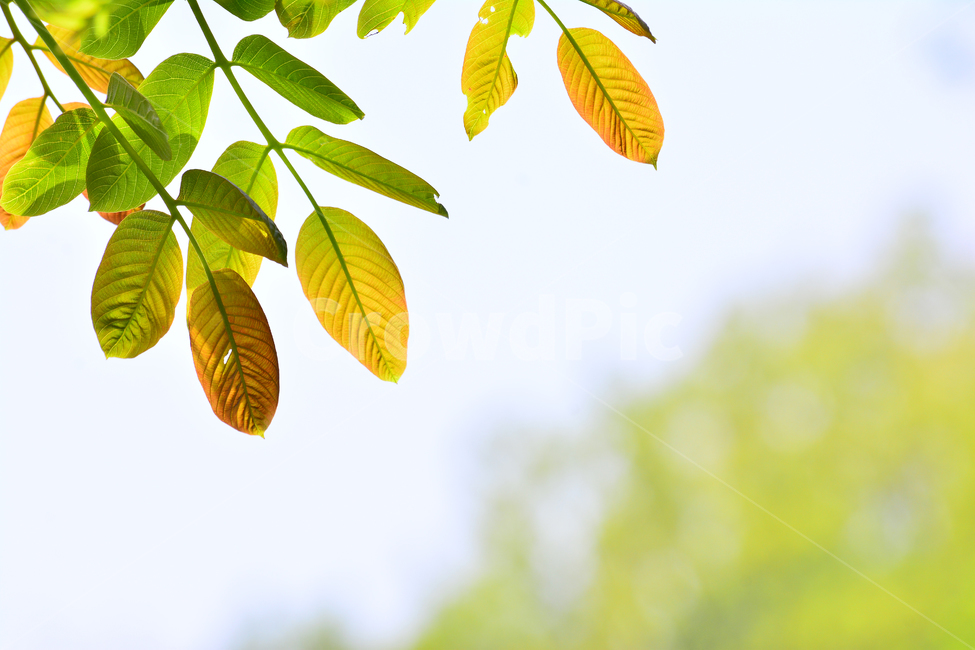 봄이미지,새잎,새순,나뭇잎,호두나무,그린,초록,색감,시작,출발,스타트,green,leaf,plant,햇살,신선한,봄,계절,spring,season,식물,자연,plants,nature,감성,sensible,feeling,잎,veins,정맥