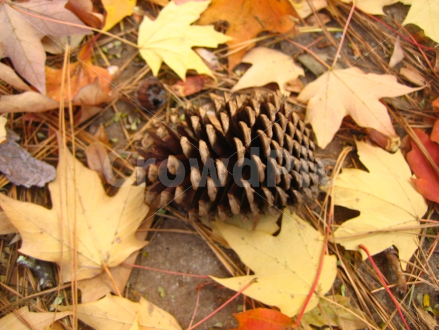 가을,길,노랑,솔방울,애틀란타,가을,계절,fall,autumn,season,tree,나무,plant,식물,leaf,잎