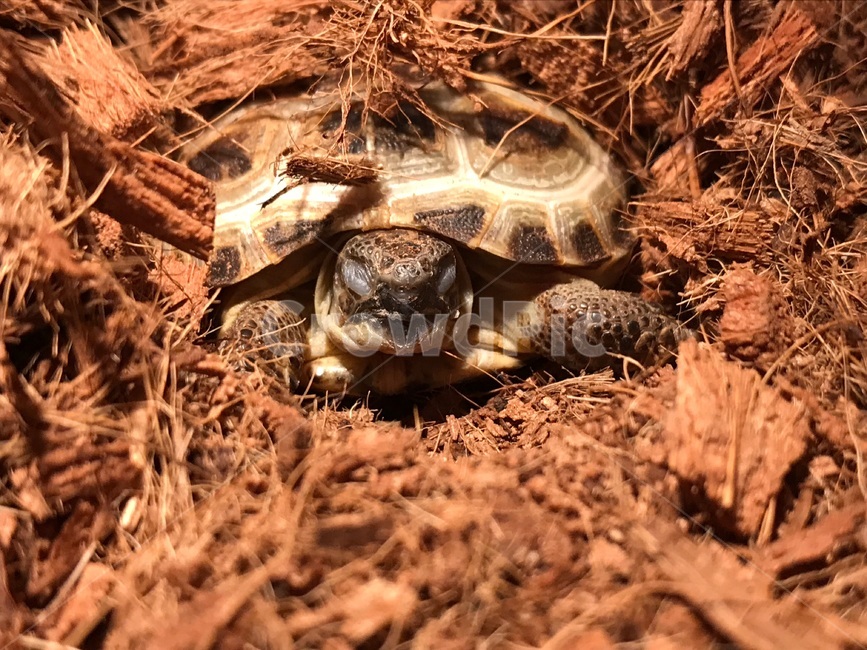 거북이,잠,sleep,wood,나무,turtle,파충류,양서류,reptile,amphibian