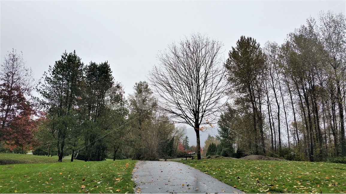 나무,산책길,하늘,잔디,풍경,자연,풍경,nature,landscape,식물,plants,나무,trees,wood,tree,plant,asphalt,아스팔트