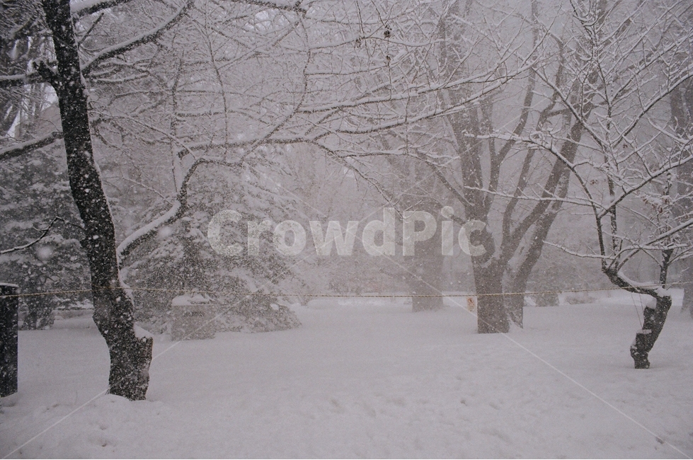 눈,겨울,필름카메라,풍경,자연,눈밭,볏짚,나무,공원,삿포로,겨울,계절,winter,season