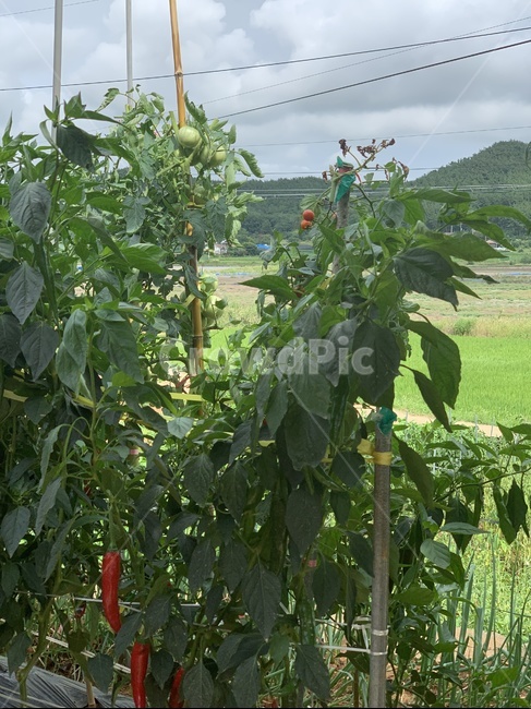 고추,방울토마토,농작물,자연,시골,nature,pepper,tomato,농업,농사,agriculture,farming,farming industry