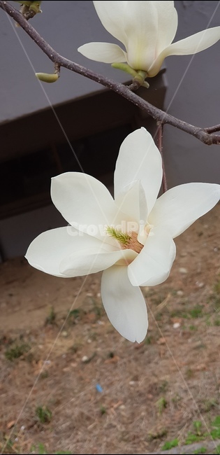 꽃,목련,단아함,우아함,흰색,식물,자연,plants,nature,꽃,flower