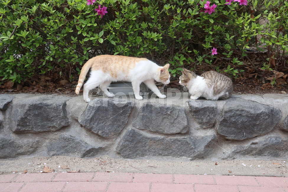 고양이,길고양이,길냥이,cat,cats,동물,animal,포유류,mammal,고양이,cat,kitten,kitty