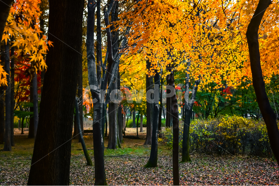 tree,나무,plant,식물,ground,식물,자연,plants,nature,나무,trees,wood