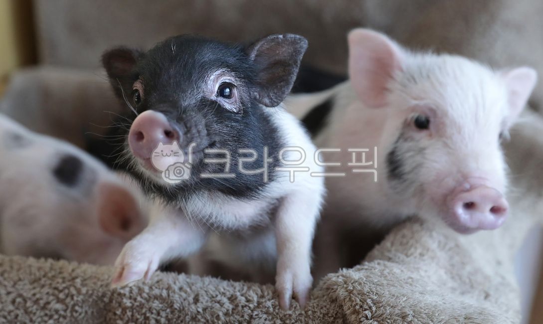 돼지,동물,미니돼지,아기,animal