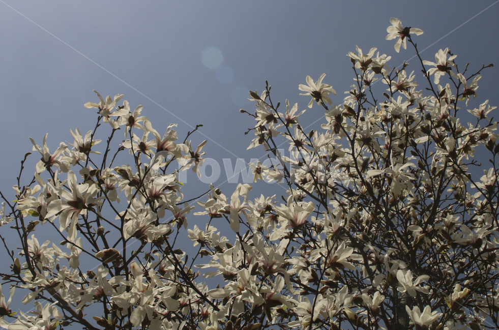 plant,식물,flower,blossom,꽃,목련,백목련,흰꽃,하얀꽃,봄꽃,spring,봄,white,whiteflower