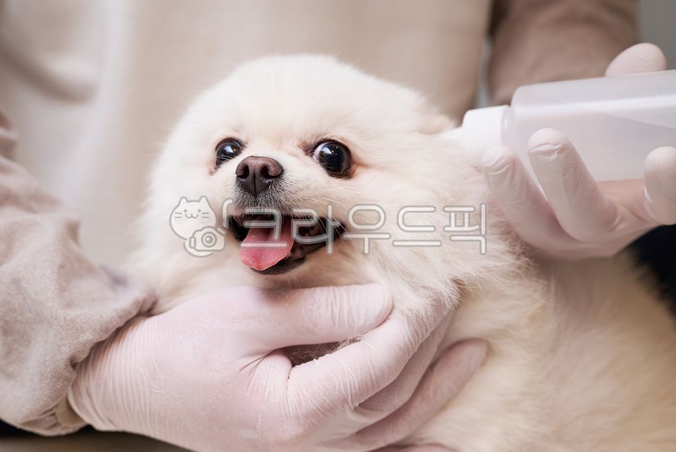포메라니안,강아지귀치료,동물,귀치료,애완동물,흰색털,흰색장갑,수의사,귓병,라텍스장갑