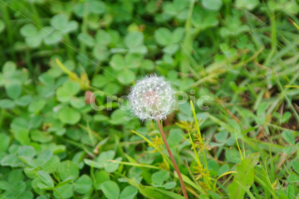 식물,꽃,민들레,풀,민들레홀씨,포자,식물,자연,plants,nature