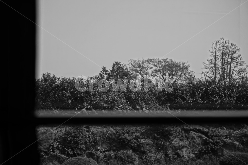 흑백,여유로움,나무,blackandwhite,relaxed,tree,흑백,모노톤,monochrome,black and white