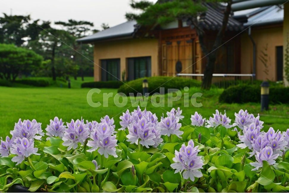 자연,nature,outdoors,옥외,scenery,풍경,landscape,경치,경기,안성,서일농원,부레옥장,꽃,정원,식물,자연,plants,nature,꽃,flower