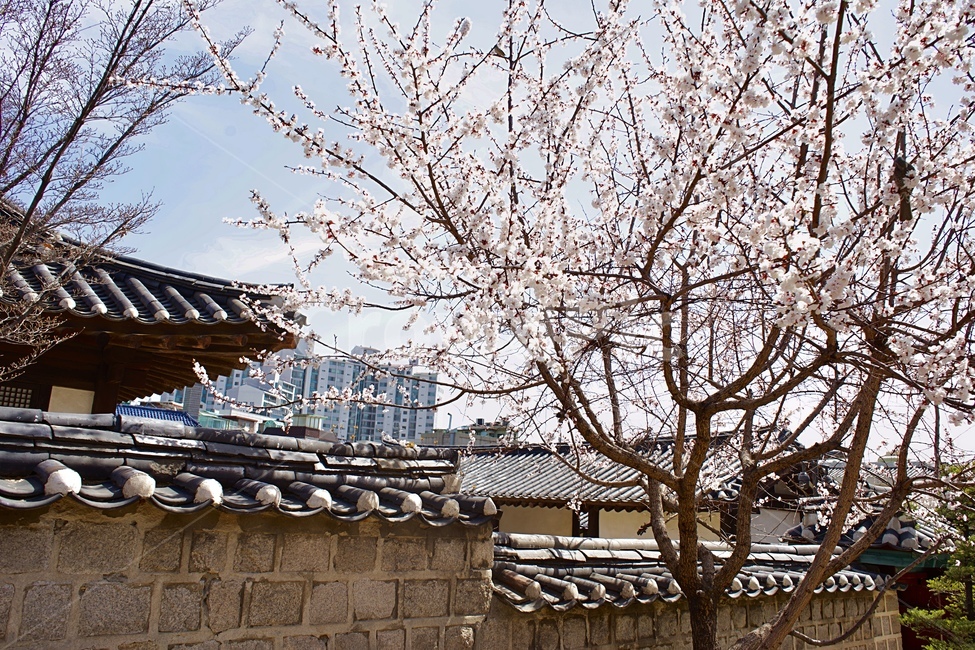 서울,성균관,명륜당,벚꽃,봄,감성사진,성균관대,혜화,seoul,sungkyunkwan