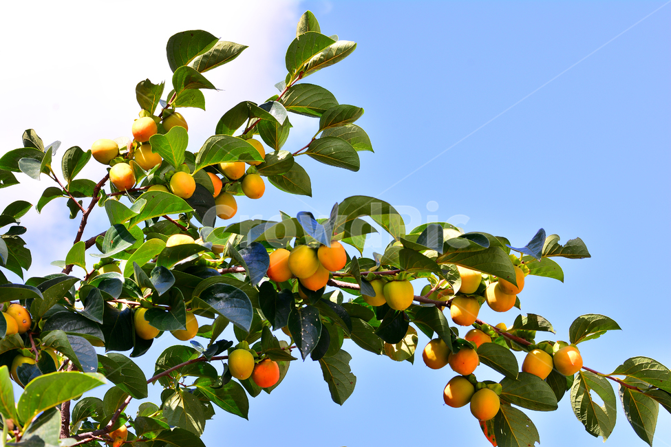 감,과일,열매,단감,음식,food,감나무,곶감재료,아시안,asian,fruit,탄닌,persimmon,한국적,코리안,나무열매,잎새,잘익은,식욕,맛,taste,수정과,달콤한,감말랭이,가을이미지,autumn,fall,하늘,푸른하늘,구름,가을하늘,식물,자연,plants,nature,음식,식재료,요리,food,cook,meal,dishes,food reserves,과일,열매,fruit