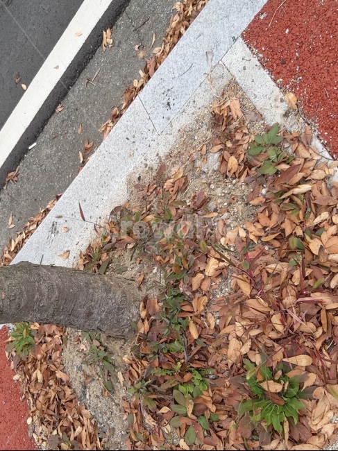 아스팔트,낙엽,가로수,road,도로,가을,계절,fall,autumn,season,식물,자연,plants,nature,asphalt