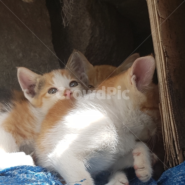 고양이,뒷통수,친구,앉은,누운