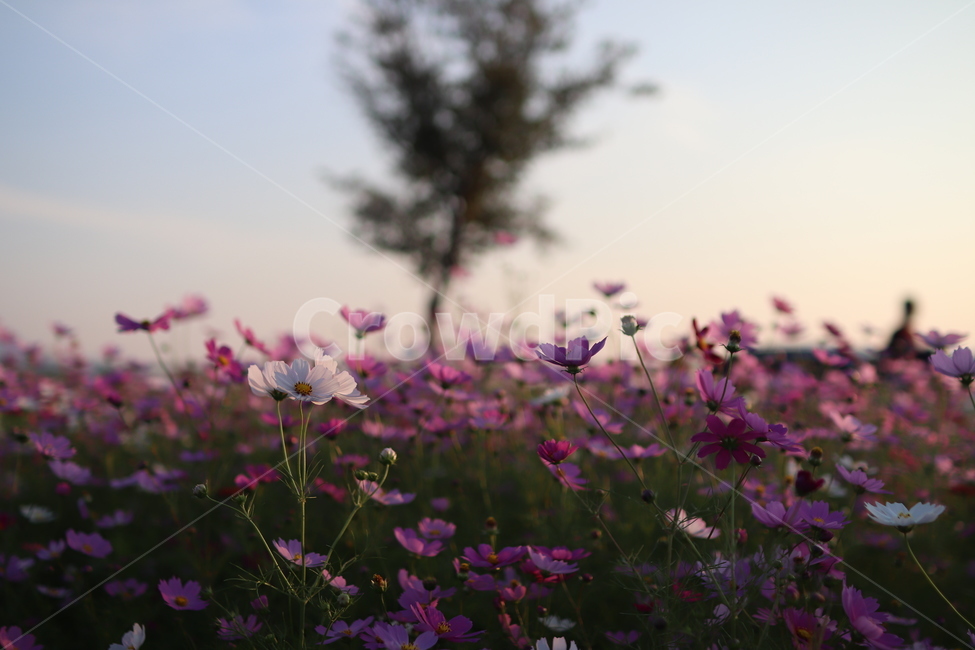 꽃,코스모스,가을,감성,대저,flower,cosmos,가을,계절,fall,autumn,season,식물,자연,plants,nature,꽃,flower,plant