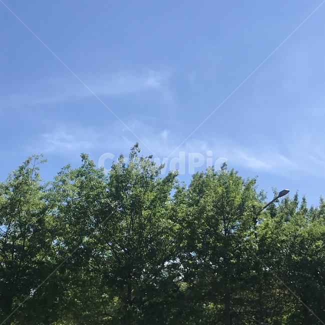 하늘,구름,감성,자연,여름,나무,자연,풍경,nature,landscape,tree,plant,식물