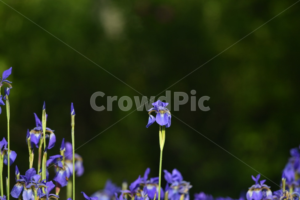 식물,자연풍경,꽃,감성사진,봄,붓꽃,자색,붓꽃과,식물,자연,plants,nature,꽃,flower