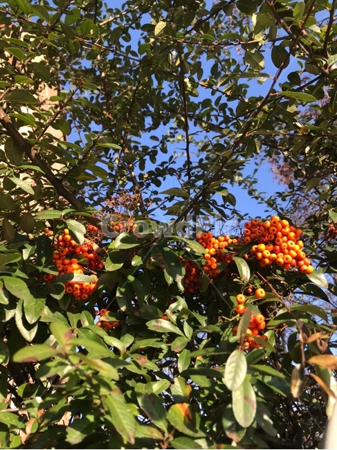 식물,plant,하늘,푸름,밝음