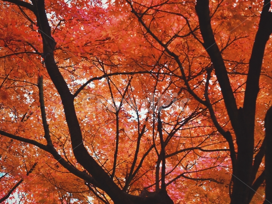 가을,낙엽,단풍,붉다,빨간색,빨강,나무,숲,식물,나뭇잎,감성,분위기,산책,공원,여행,가을,계절,fall,autumn,season,식물,자연,plants,nature,나무,trees,wood,tree,plant,maple,leaf,잎