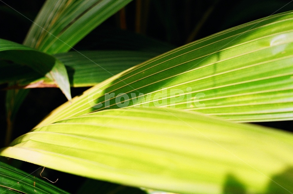 leaf,잎,plant,식물,밝음,햇빛,빛,자연,자연광,감성,감성사진,느낌,필름,필름사진,film,식물,자연,plants,nature