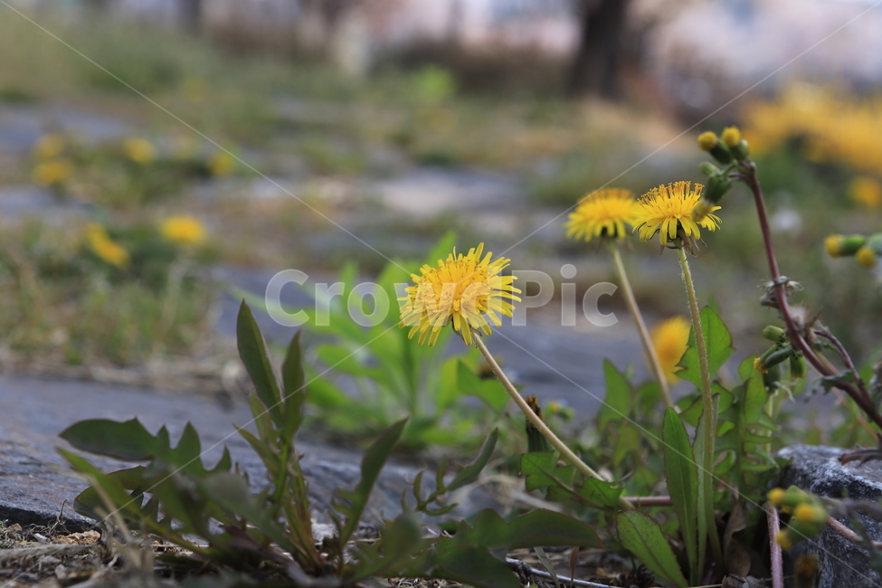 민들레,식물,공원,꽃,봄,식물,자연,plants,nature,꽃,flower