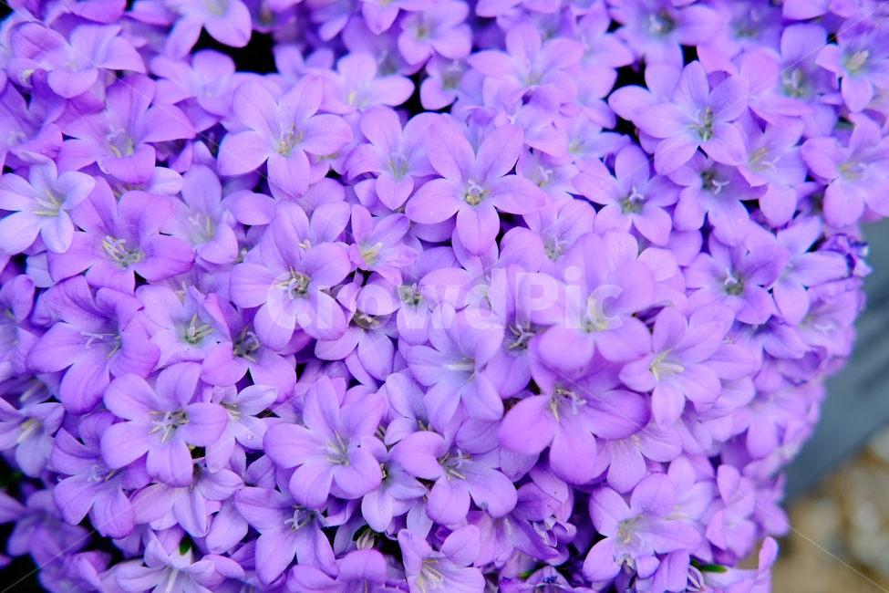 봄,꽃,동백,꽃사진,봄꽃,봄,계절,spring,season,식물,자연,plants,nature,꽃,flower,plant,blossom,geranium,제라늄,petal,꽃잎