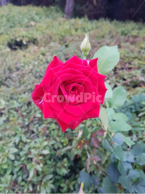 blossom,꽃,rose,장미,식물,flower