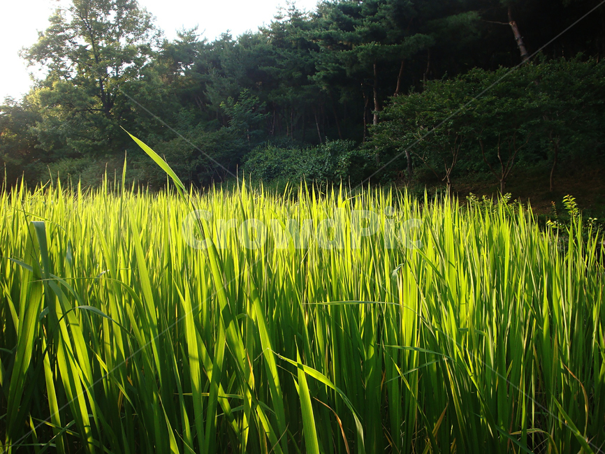 자연,식물,녹색,부들,grass,습지,식물,자연,plants,nature