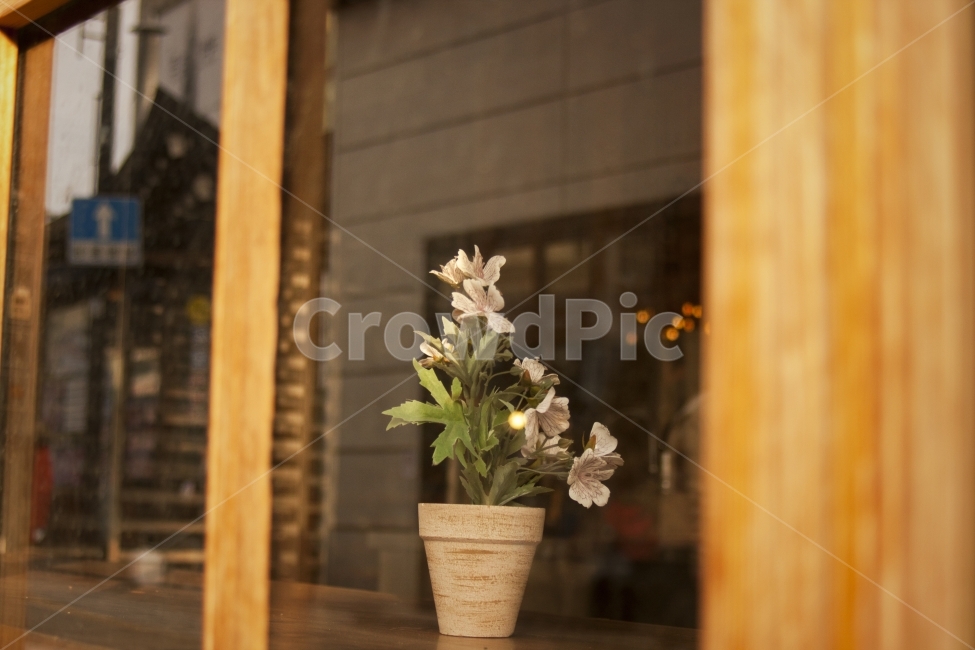 꽃,화분,커피,카페,따뜻한,창문,예쁜꽃,하얀꽃,감성사진,식물,자연,plants,nature,꽃,flower,실내용화초,화분,화초,house plant,인테리어,실내디자인,interior design