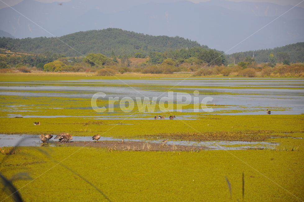 우포늪,습지,자연,늪,우포,자연,풍경,nature,landscape,outdoors,옥외,grassland,목초지,field,들,land,땅,water,물