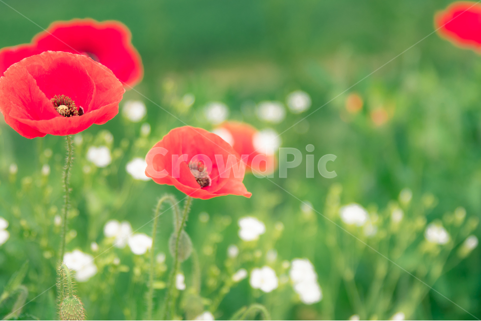 양귀비,양귀비꽃,꽃,감성사진,flower,red,pink,안개꽃,식물,자연,plants,nature,꽃,flower,감성,sensible,feeling,색깔,색상,색채,색감,color sense,color sensitivity,feeling of color