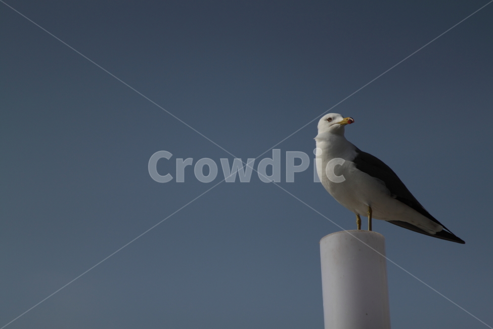 갈매기,하늘,새,글귀,바라보기,동물,animal,조류,새,birds