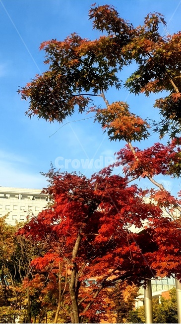 가을,단풍,하늘,나무,잎,가을,계절,fall,autumn,season,leaf,plant,식물,tree,maple